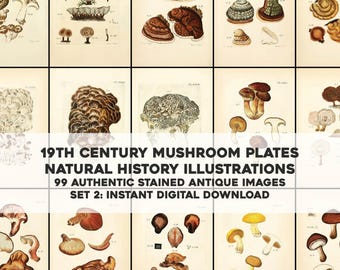 May include: A collection of 99 vintage mushroom illustrations, featuring detailed drawings of various mushroom species. The illustrations are in a natural history style, with a focus on scientific accuracy. The images are perfect for adding a touch of vintage charm to any project.