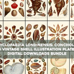 May include: A collection of 15 vintage illustrations of seashells, featuring detailed drawings of various species. The illustrations are in a classic style with intricate details and vibrant colors. The title "ENCYCLOPAEDIA LONDINENSIS: CONCHOLOGY 15 VINTAGE SHELL ILLUSTRATION PLATES DIGITAL DOWNLOADS BUNDLE" is displayed at the bottom.