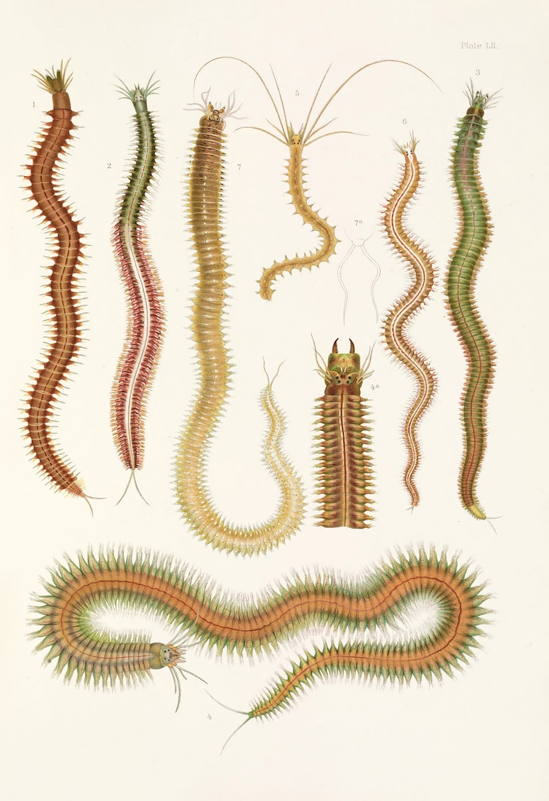6 Marine Annelid Worm Biology Illustrations | HQ Image Bundle Printable ...