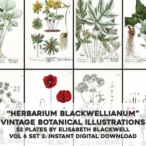 Herbarium Blackwellianum Set 8 - 52 Restored Botanical Images | HQ Image Bundle Printable Wall Art | Instant Digital Download Commercial Use
