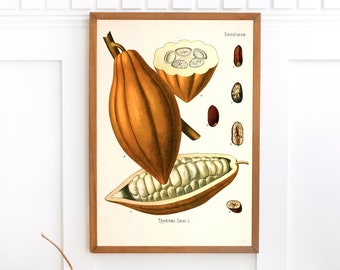 Cocoa Bean Plant Print | Single Printable Wall Art | Kohler's Medicinal Plants | Vintage Botanical Illustration Digital Download