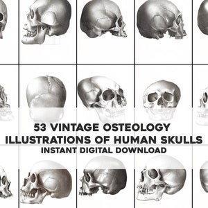 May include: A collection of 53 vintage illustrations of human skulls, perfect for anatomical studies or artistic inspiration.  The illustrations are in black and white and feature detailed drawings of the skull from various angles.