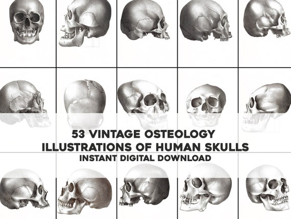 VINTAGE JAW BONE CALIFORNIA FREE FORM