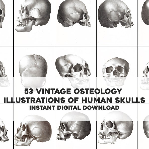 53 Beautiful Vintage Human Skull Osteology Illustrations | HQ Image Bundle/Printable Wall Art | Digital Instant Download Commercial Use