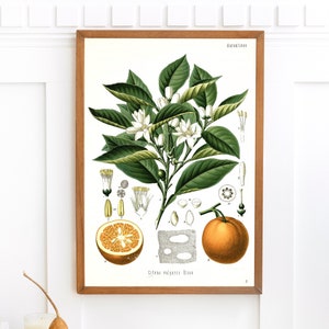 Op de afbeelding: Een vintage botanische illustratie van een citrusboom met witte bloemen en een doorsnede van een sinaasappel. De illustratie is gelabeld "Citrus vulgaris Risso" en "Aurantium".