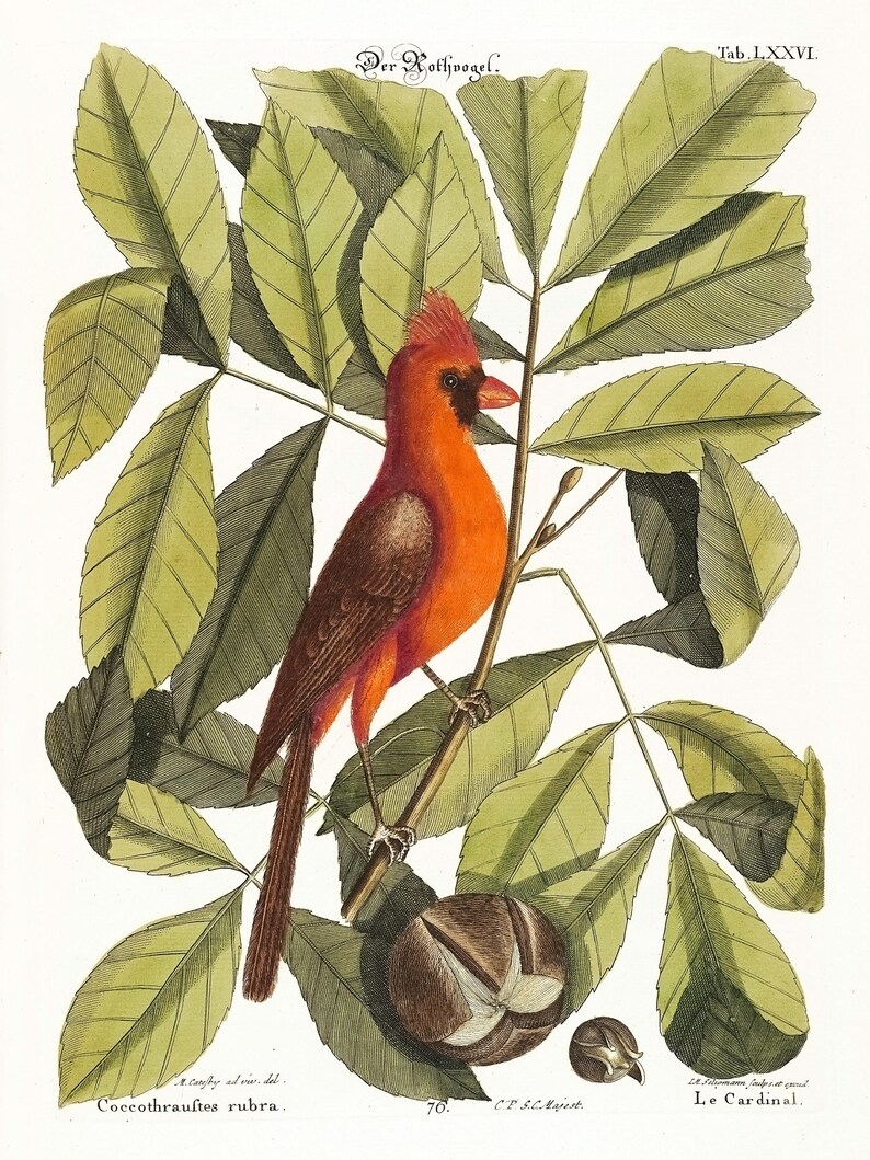 Baron Rothvogel 34 Restored Vintage 18th Century Bird Natural History Plates | Image ...