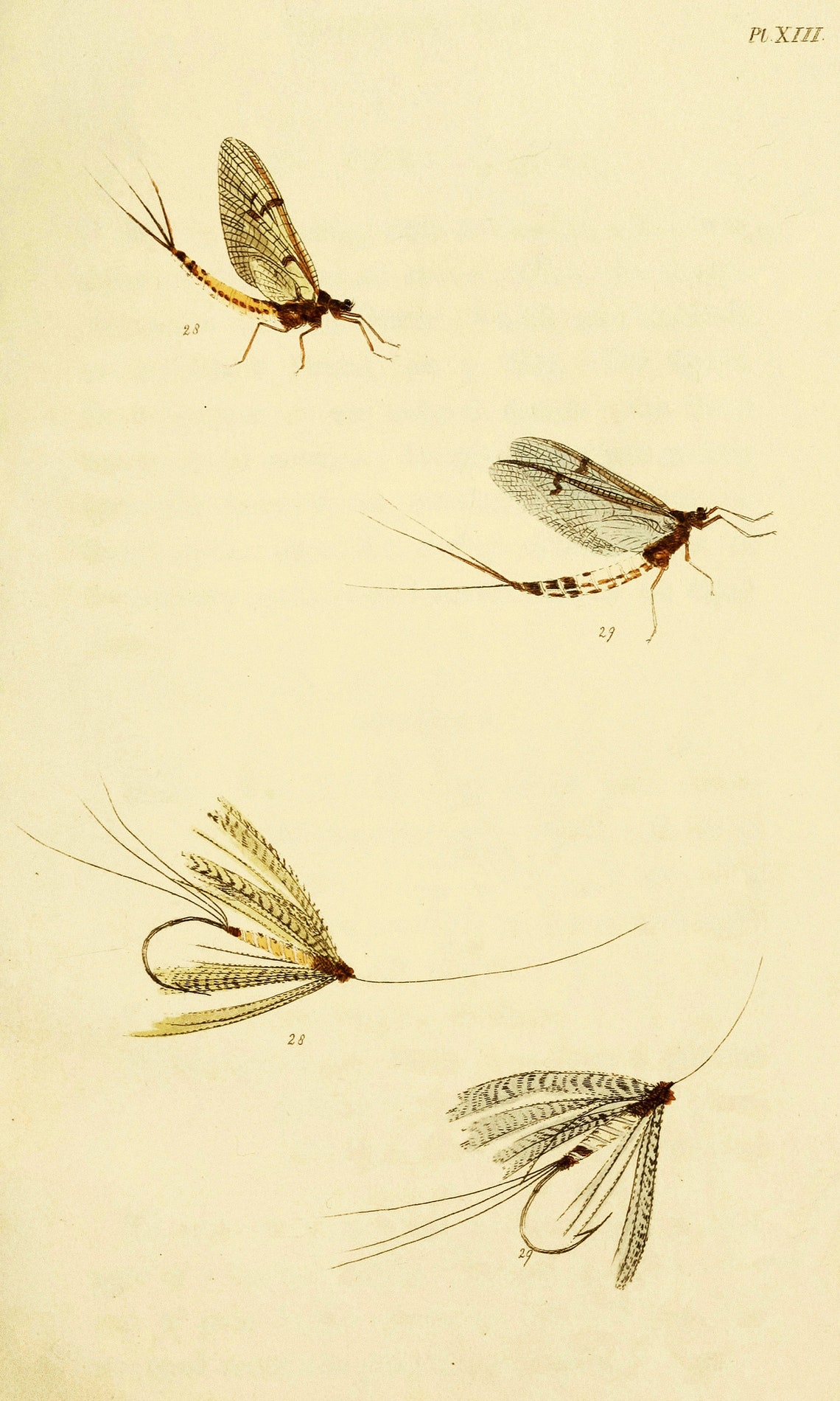 Fly Fisher's Entomology Vintage Trout Insect Illustrations | Image ...
