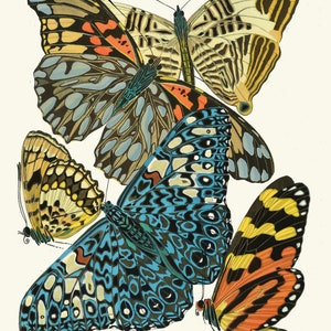 May include: Four butterflies with intricate patterns and vibrant colors. The butterflies are arranged in a cluster, with their wings overlapping. The colors include blue, green, yellow, orange, red, and black.