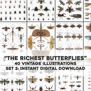 40 superbes groupes de mites et d'illustrations d'insectes volants | Image Bundle Art mural imprimable | Téléchargement numérique instantané Utilisation commerciale
