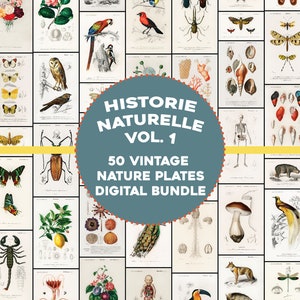 50 fantastische Pflanzen, Tiere, Insekt Illustrationen Historie Naturelle Platten Vintage druckbare Wand Kunst Bundle Digitaler Download Kommerzielle Nutzung