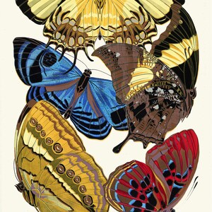 May include: Five butterflies with intricate patterns and vibrant colors. The butterflies are arranged in a cluster, with their wings overlapping. The colors include yellow, blue, brown, red, and black.