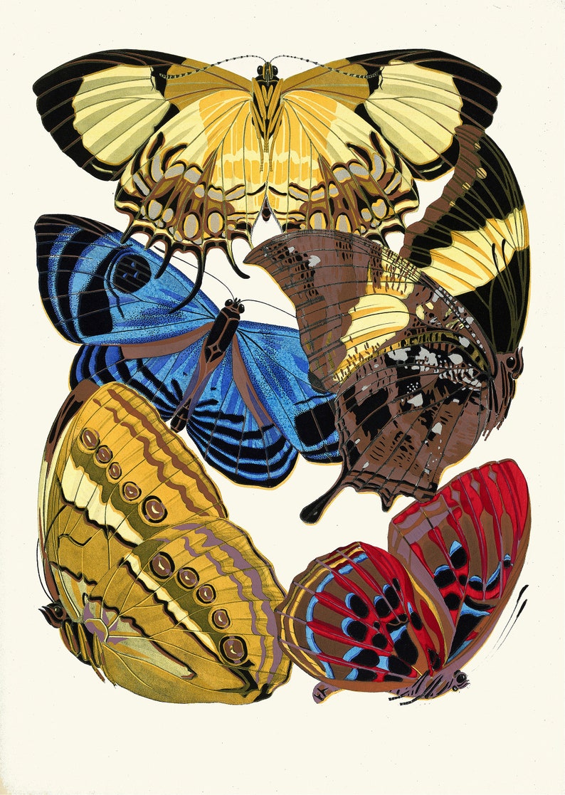 May include: Five butterflies with intricate patterns and vibrant colors. The butterflies are arranged in a cluster, with their wings overlapping. The colors include yellow, blue, brown, red, and black.