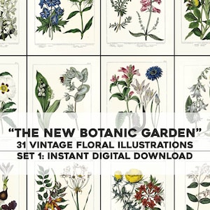 31 Les nouvelles illustrations florales de fleurs du jardin botanique | Image Bundle Art mural imprimable | Téléchargement numérique instantané | Utilisation commerciale 1