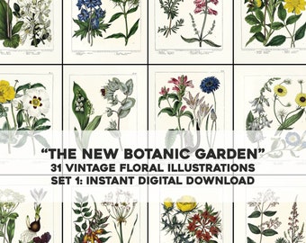 Peut inclure: Un ensemble de 31 illustrations botaniques vintage représentant diverses fleurs et plantes. Les illustrations sont dans un style classique avec des dessins détaillés et des couleurs vives. Le titre "THE NEW BOTANIC GARDEN" est affiché en bas de l'image.