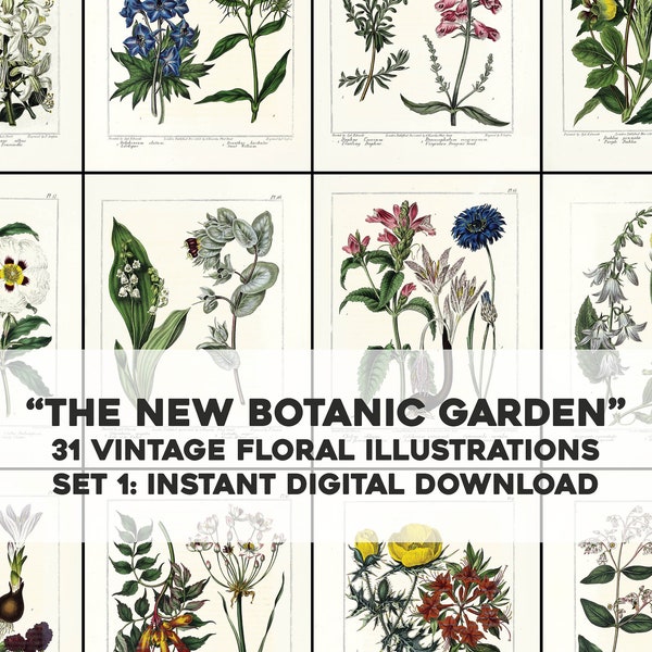 31 The New Botanic Garden Flower Floral Illustrations | Image Bundle Printable Wall Art | Instant Digital Download | Commercial Use 1