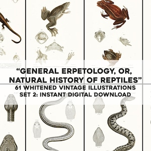 61 Whitened General Herpetology Images Snakes Frogs Set 2 | HQ Image Bundle/Printable Wall Art | Instant Download Commercial use