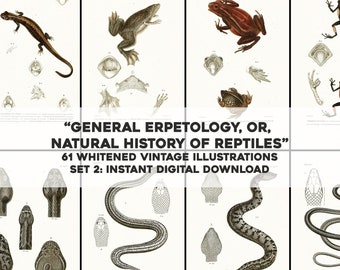 61 Whitened General Herpetology Images Snakes Frogs Set 2 | HQ Image Bundle/Printable Wall Art | Instant Download Commercial use