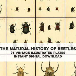 Natural History of Beetles | 96 Vintage Images Bundle | Instant Digital Download Commercial Use