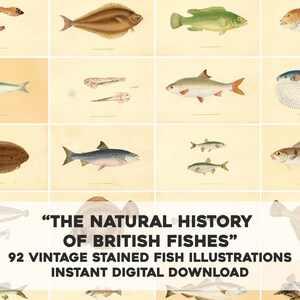 Peut inclure: Un collage de 92 illustrations vintage de poissons britanniques, mettant en scène une variété d'espèces, dont une plie, un poisson-globe, une morue et un saumon. Les illustrations sont coloriées à la main et présentent un style délicat et antique. "The Natural History of British Fishes" est écrit dans une police décorative au bas du collage.