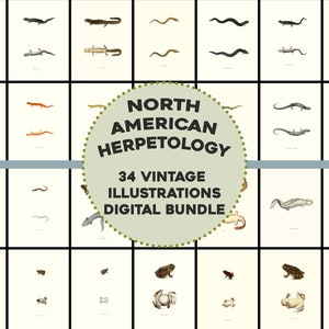 May include: A digital bundle of 34 vintage illustrations of North American Herpetology. The illustrations are in black and white and depict various amphibians and reptiles, including salamanders, frogs, toads, snakes, and lizards.
