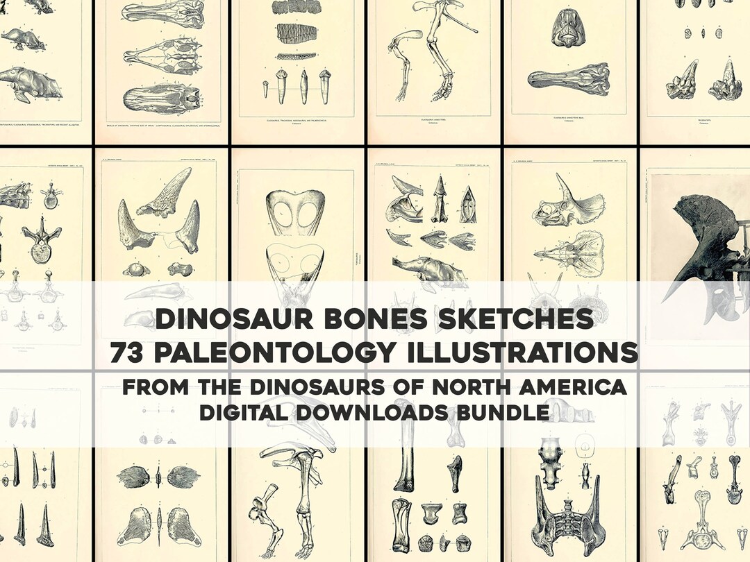 73 Awesome Dinosaur Bone Illustrations HQ Image Bundle Printable Wall 73 Awesome Dinosaur Bone Illustrations HQ Image Bundle Printable Wall