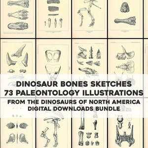 May include: A collection of 73 black and white illustrations of dinosaur bones. The illustrations are from a vintage book and feature detailed drawings of various dinosaur bones, including skulls, teeth, and limbs. The text on the image reads "Dinosaur Bones Sketches 73 Paleontology Illustrations From the Dinosaurs of North America Digital Downloads Bundle".