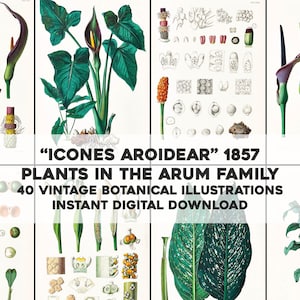 40 種類の美しいサトイモ科植物 | 高画質復元ビンテージ画像バンドル | インスタントデジタルダウンロード 商用利用可