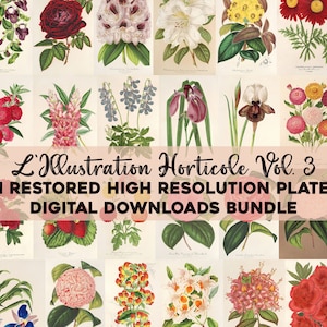 Vintage Botanical Illustrations Printable Wall Art Bundle Digital Download Collage Kit Medicinal Plant Floral Ephemera Flower Commercial Use
