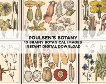 10 Prints from Old Botany Study | Image Bundle Printable Wall Art | Instant Digital Download Commercial Use