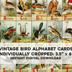Vintage Picture Alphabet of Birds Stampabile ABC Flash Cards Bundle 3.5"x6" / Download istantaneo digitale / Vecchio libro educativo Uso commerciale