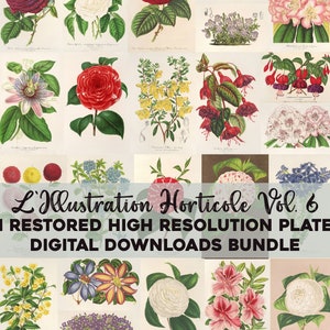 Vintage Botanische Illustrationen druckbare Wand Kunst Bundle Digital Download Collage Kit Heilpflanze Floral Ephemera Blume kommerzielle Nutzung