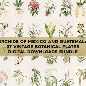 Orchids of Guatemala & Mexico Illustrations Printable Wall Art Bundle Digital Download Vintage Botanical Floral Garden Flower Commercial Use