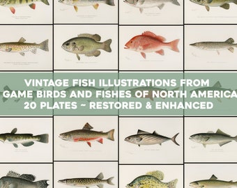 Fish Illustrations Plates From Fishes of North America Vintage Printable Wall Art Bundle Digital Download Trout Pike Salmon Commercial Use