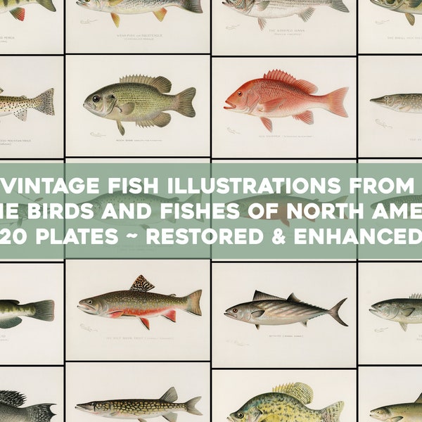 Ilustraciones de peces Placas de peces de América del Norte Paquete de arte de pared imprimible vintage Descarga digital Trucha Lucio Salmón Uso comercial