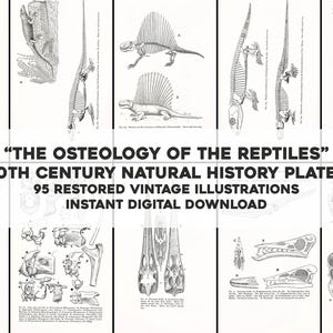 Könnte beinhalten: Ein Satz von 95 Vintage-Illustrationen von Reptilienskeletten, mit detaillierten anatomischen Zeichnungen verschiedener Arten. Die Illustrationen sind in Schwarzweiß und wurden für den digitalen Download restauriert. Der Titel "THE OSTEOLOGY OF THE REPTILES" ist oben im Bild dargestellt.
