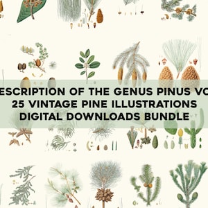 Vintage Pine Tree Illustrations Printable Wall Art Bundle Digital Download Collage Kit Botanical Flora Ephemera Pinecone Leaf Commercial Use