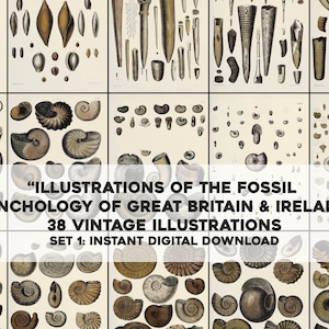 38 Fossile Conchology Muschel Illustrationen Naturgeschichte | Bild Bundle Druckbare Wandkunst | Sofortiger digitaler Download Kommerzielle Nutzung 1
