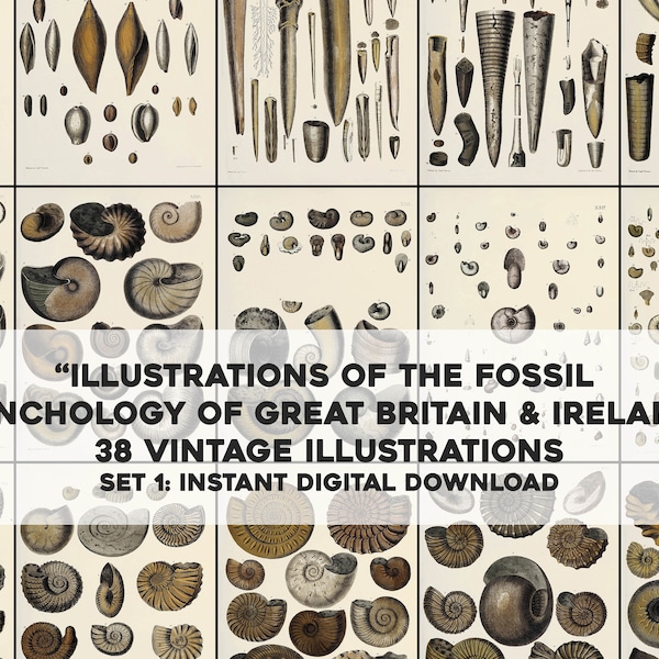 38 Fossil Conchology Shell Illustrations Natural History | Image Bundle Printable Wall Art | Instant Digital Download Commercial Use 1