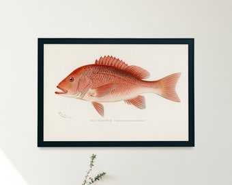 Red Snapper Fish Illustration Print | Single Printable Wall Art | Fishes of North America | Vintage Fishing Fly Fisherman Digital Download