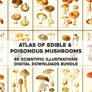 80 atlas impressionantes de ilustrações de cogumelos comestíveis e venenosos | Arte de parede para impressão do pacote de imagens HQ | Download digital instantâneo para uso comercial
