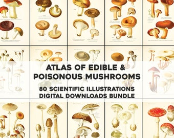 80 Awesome Atlas of Edible & Poisonous Mushroom Illustrations | HQ Image Bundle Printable Wall Art | Instant Digital Download Commercial Use