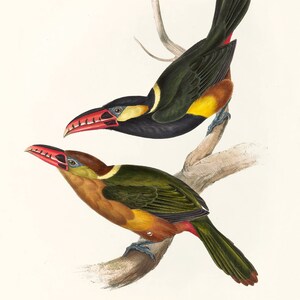 May include: Two toucans perched on a branch. The toucan on top has a black head, green body, and a long, red beak with a yellow tip. The toucan on the bottom has a brown head, green body, and a long, red beak with a yellow tip. The background is white.