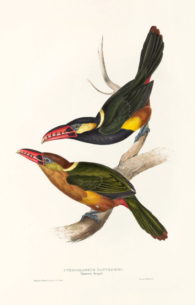 May include: Two toucans perched on a branch. The toucan on top has a black head, green body, and a long, red beak with a yellow tip. The toucan on the bottom has a brown head, green body, and a long, red beak with a yellow tip. The background is white.