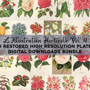 Illustrazioni botaniche vintage Stampabile Wall Art Bundle Download digitale Collage Kit Pianta medicinale Floreale Ephemera Flower Uso commerciale