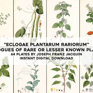 64 Eclogues of Rare Plants Botanical Illustrations | HQ Image Bundle Printable | Instant Digital Download | Physical Commercial Use
