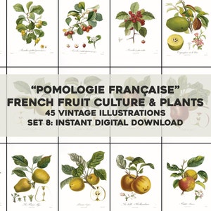 45 Whitened French Pomology Fruit Illustrations Botanical | HQ Image Bundle/Printable Wall Art | Instant Digital Download Commercial Use 8