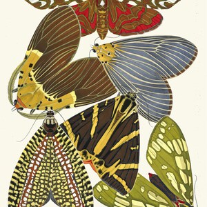 May include: A collection of five moths with intricate patterns and vibrant colors. The moths are arranged in a cluster, with their wings spread out. The colors include red, white, black, yellow, and green.