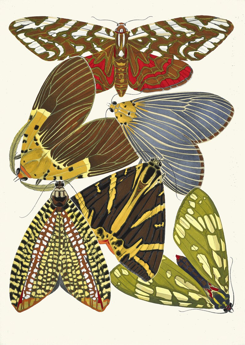 May include: A collection of five moths with intricate patterns and vibrant colors. The moths are arranged in a cluster, with their wings spread out. The colors include red, white, black, yellow, and green.