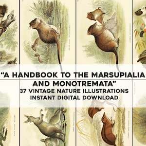 37 Handbook to Marsupial Images | HQ Image Bundle Printable Wall Art | Instant Download Commercial Use Set 1