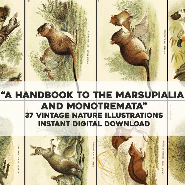 37 Handbook to Marsupial Images | HQ Image Bundle Printable Wall Art | Instant Download Commercial Use Set 1